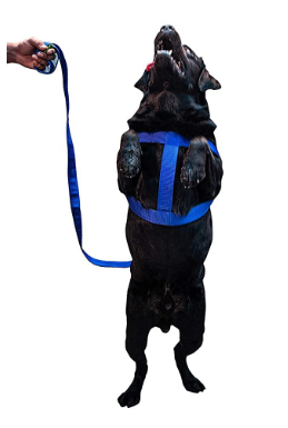 Nylon Dog Leash Strong and Durable for Walking and Running with Your Dogs.it is Easy to use with Dabble Handle and Neck Hook with Carabiner Leash for Large, Medium Dogs (10Ft, Blue) - Image 3
