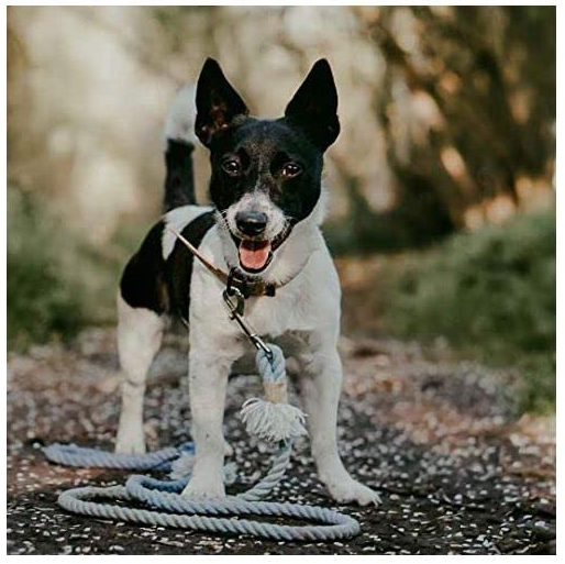 Nylon Dog Training Lead Dog Leash Long Leash 10 Ft Long Leash for Dogs (1" Inch Wide) (Black, 10 FT) - Image 2