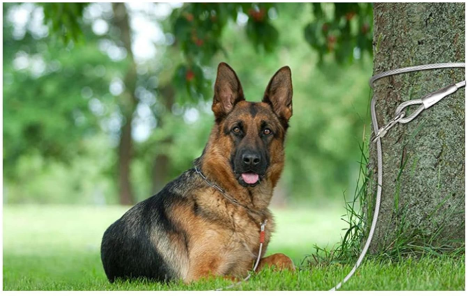 DUBIDU 7" ft Venyl Covered Cable Leash for Medium-Large Dogs. Water Proof Lead for All Sized Pets. Great for Yard, Camping, and Outdoors. Easy to use Excellent Look. (7ft) - Image 4