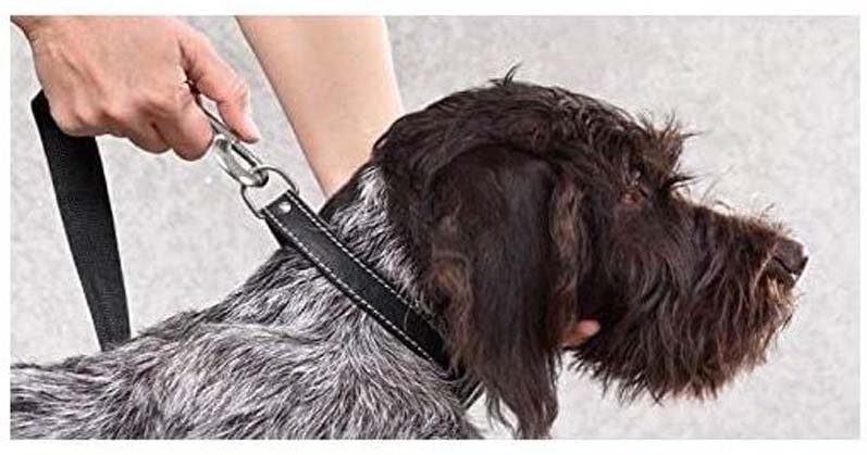 Double Handle Light Reflecting Dog Leash | 6 Feet/ 182 cm | Black | Strong Hook for Training and Walking Dogs | 2 Padded Handles - Image 6
